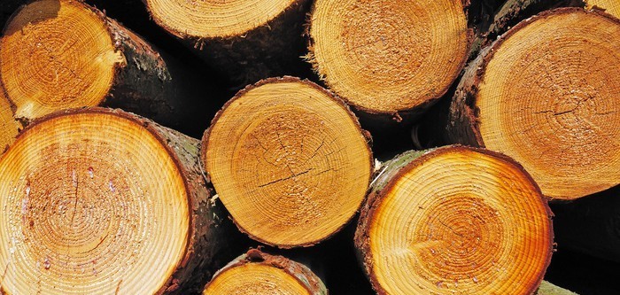 Antimicrobial protection for logs